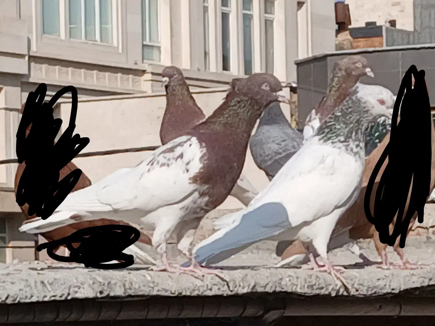 کله|پرنده|مشهد, جانباز|دیوار