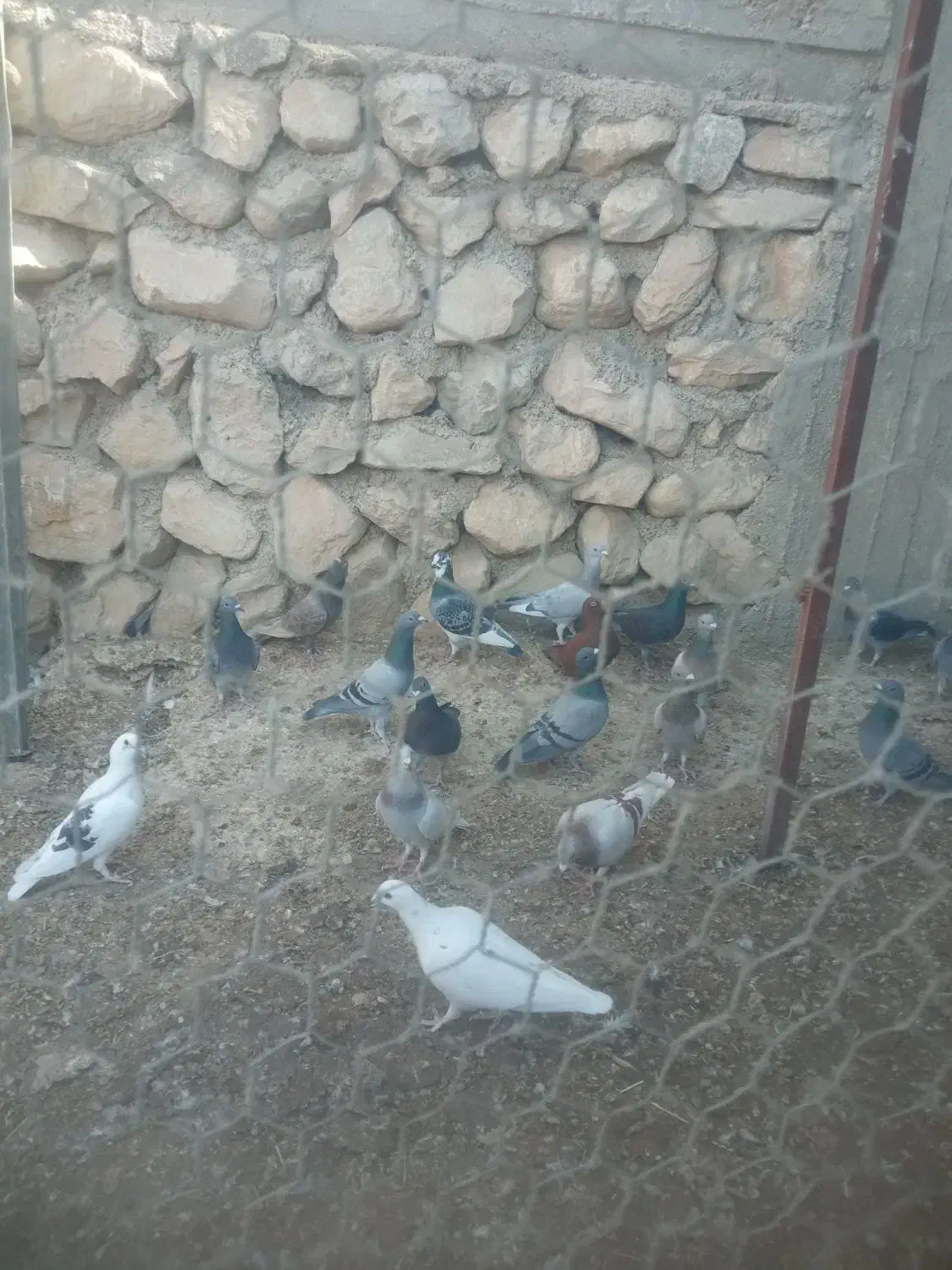 ماده پلاکی|پرنده|برازجان, |دیوار