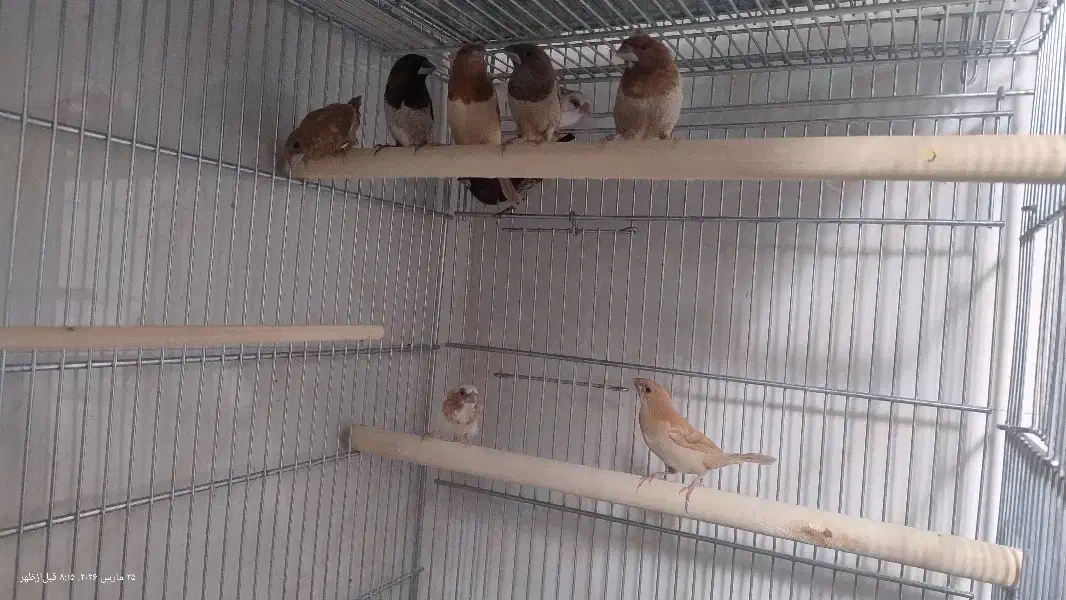 فنج|پرنده|قم, یزدانشهر|دیوار