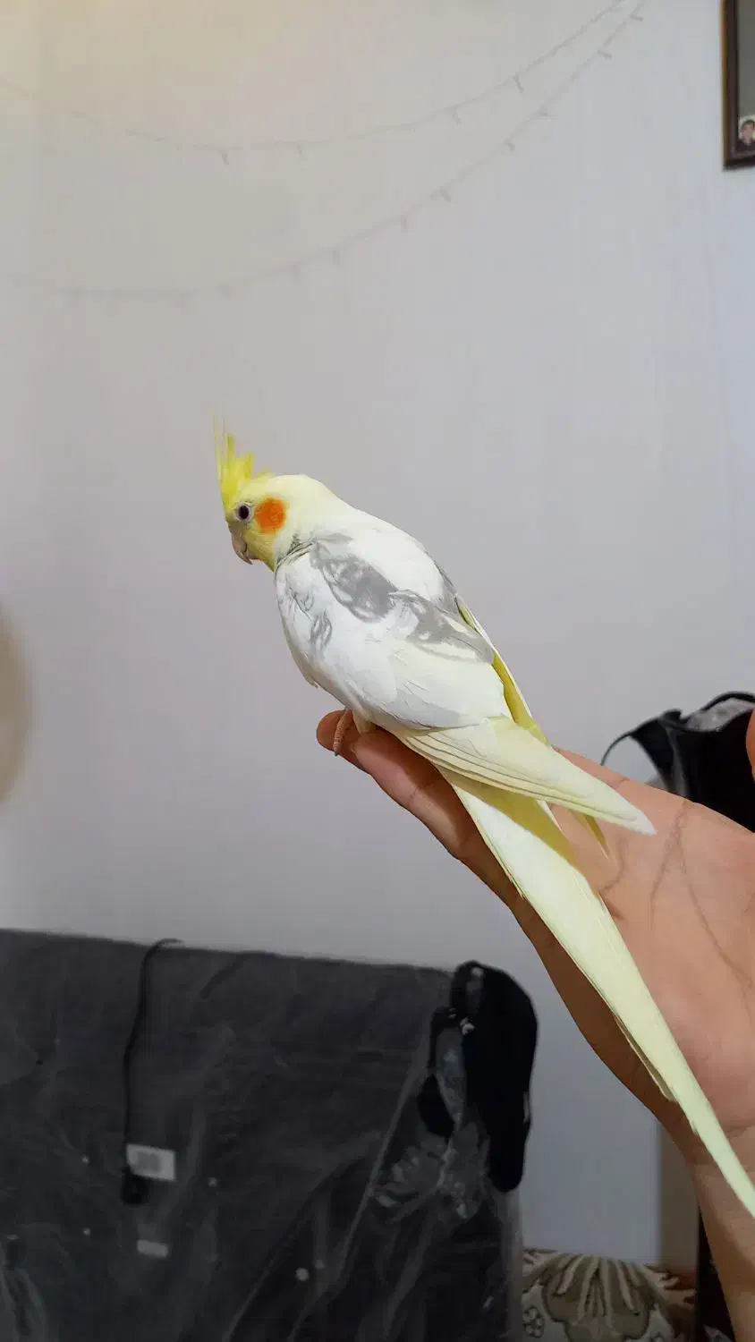 عروس هلندی|پرنده|اسلام‌شهر, شهرک محمدیه|دیوار