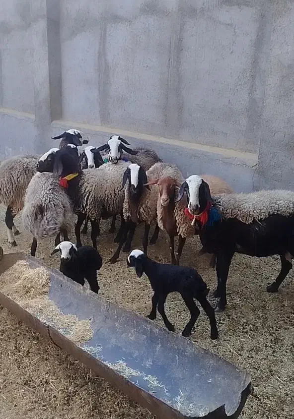 فروش میش شال|حیوانات مزرعه|اردستان, |دیوار