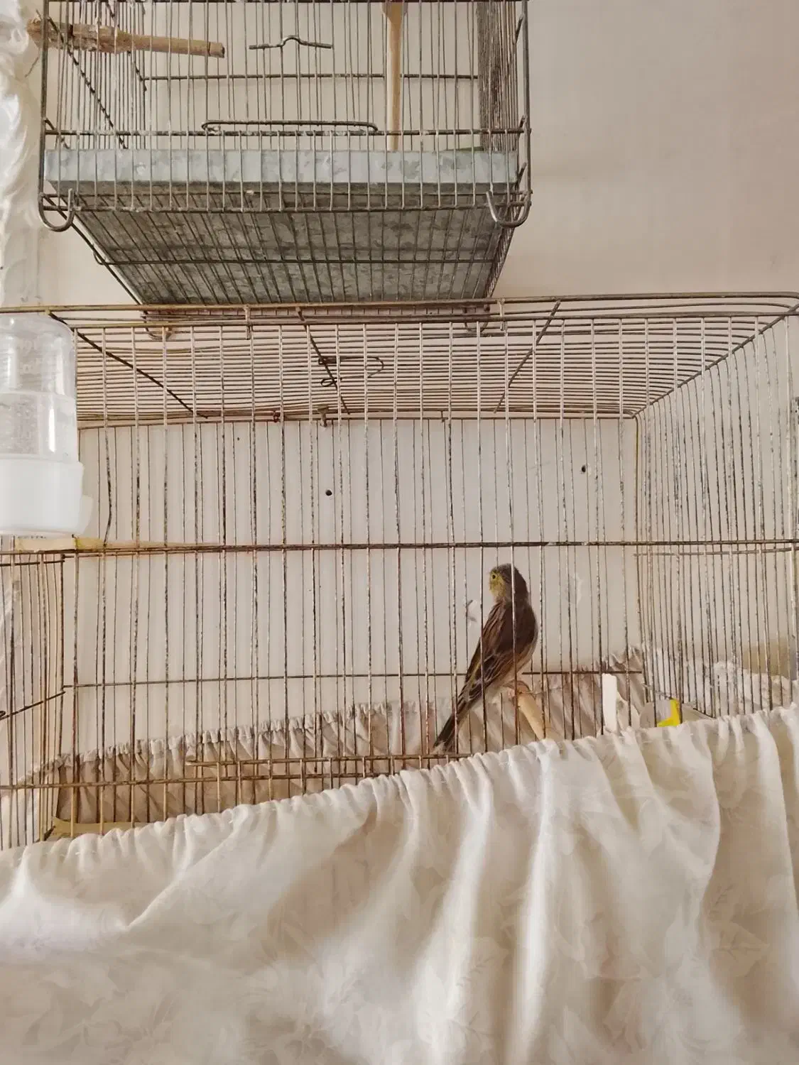 قناری نر|پرنده|مشکیندشت, |دیوار