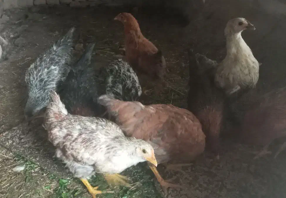 جوجه|حیوانات مزرعه|نیمروز, |دیوار