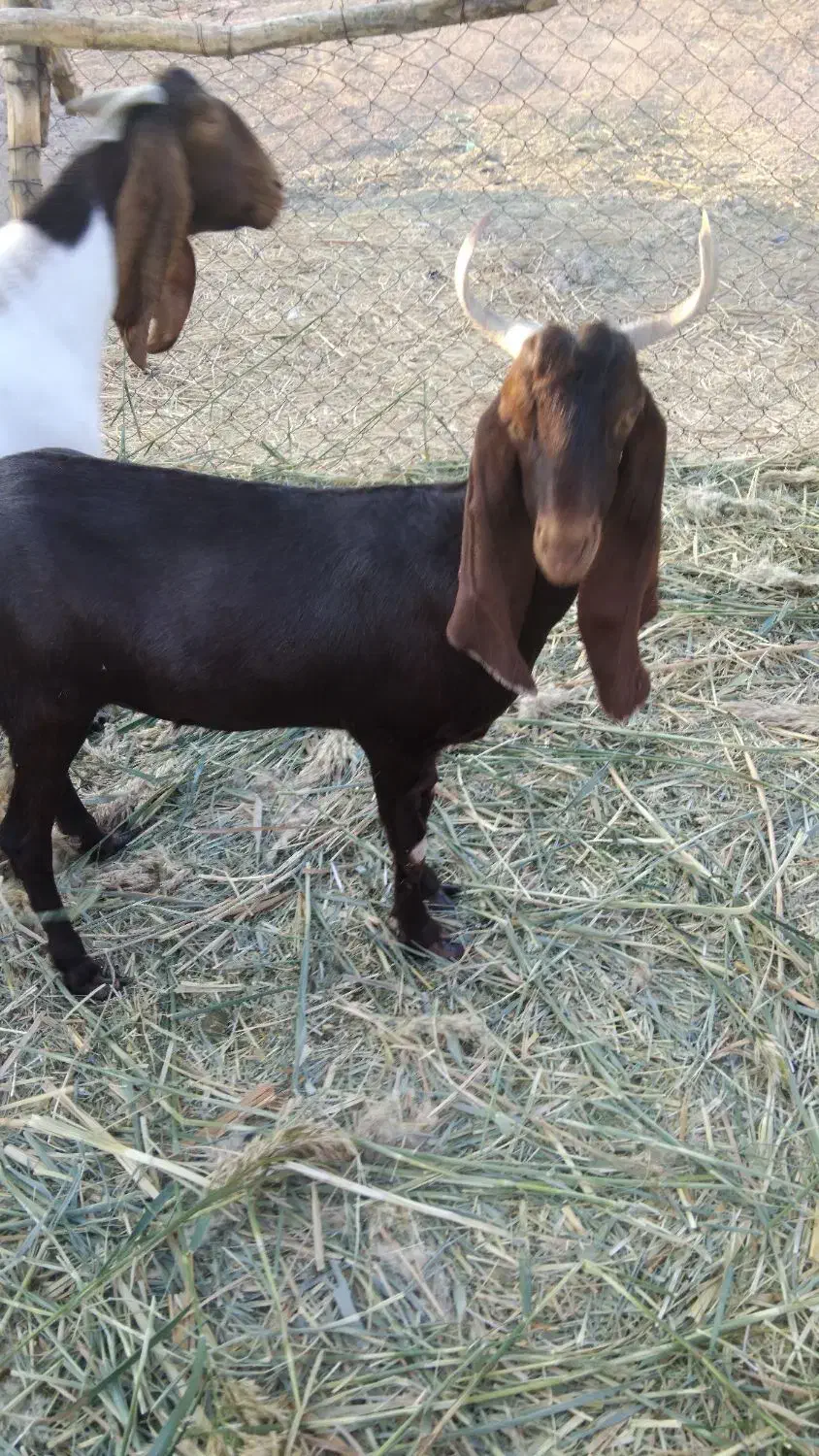 بز افغانی|حیوانات مزرعه|خرمشهر, |دیوار