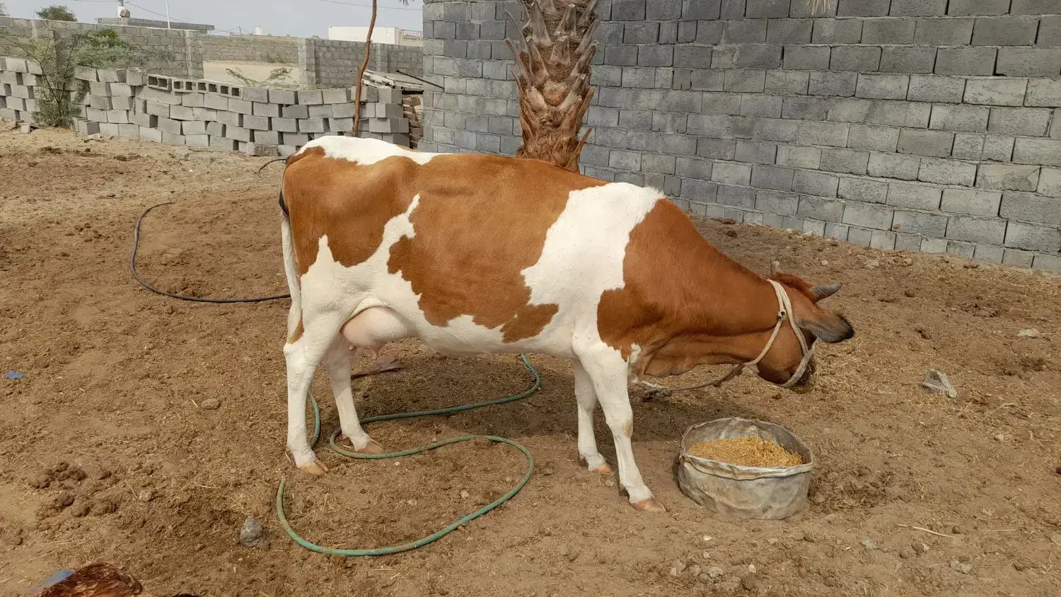 گاو نژادخوب و عالی ۱۵۰میلیون|حیوانات مزرعه|جاسک, |دیوار