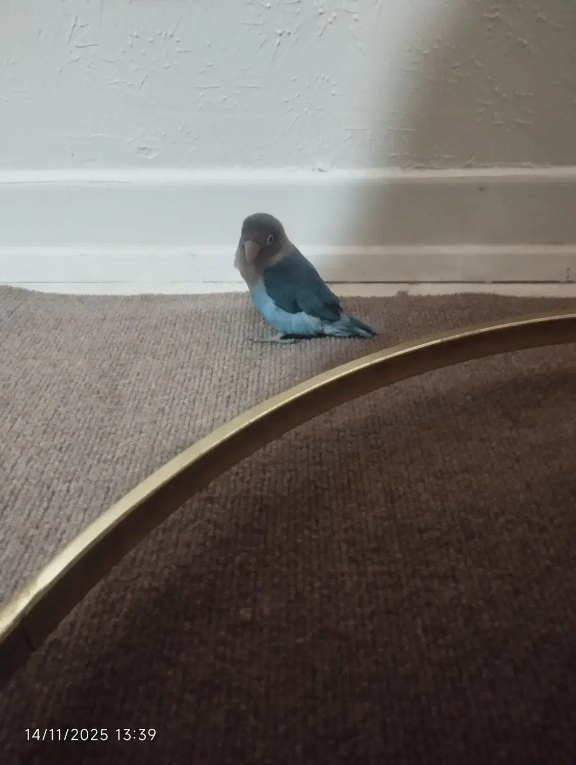 کوتوله برزیلی|پرنده|فولادشهر, C1|دیوار