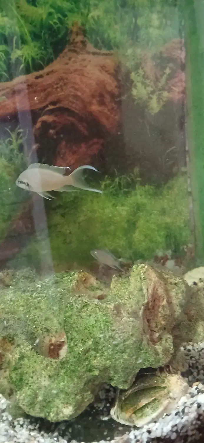 ماهی بریچاردی مولد|ماهی|صفادشت, |دیوار