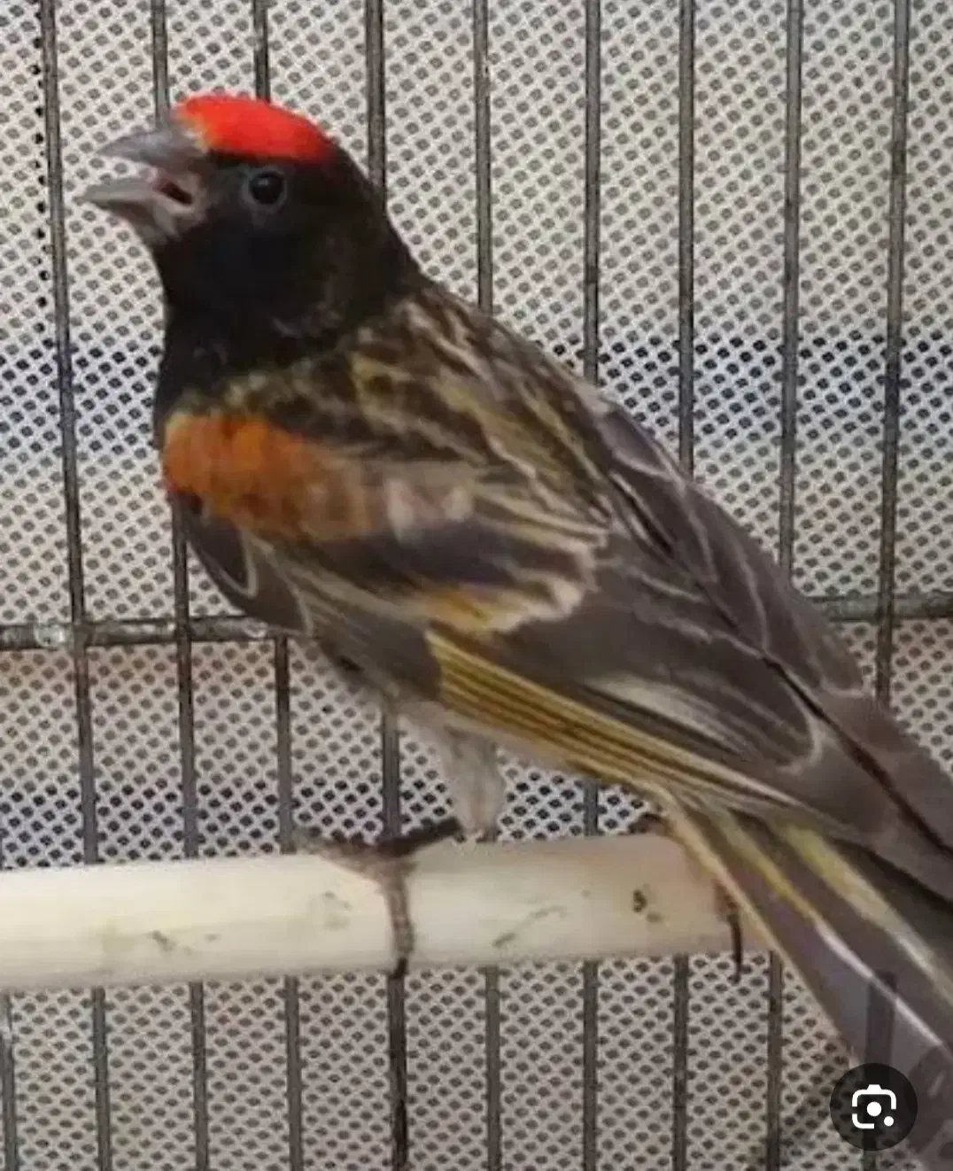 سهره گلبسر|پرنده|ملایر, |دیوار