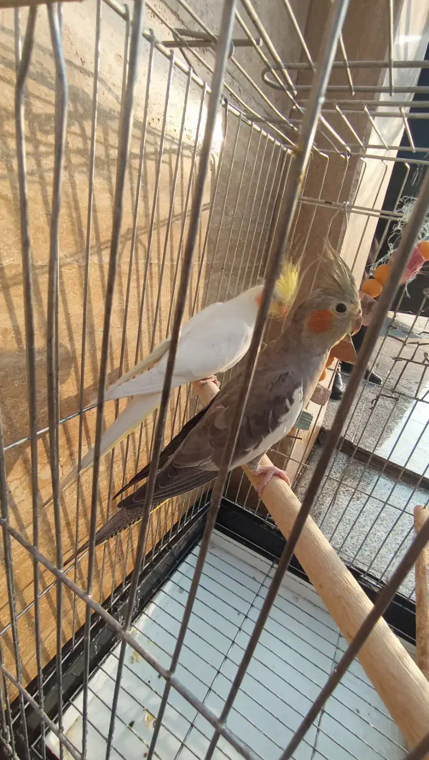 عروس هلندی|پرنده|قم, انصارالحسین|دیوار