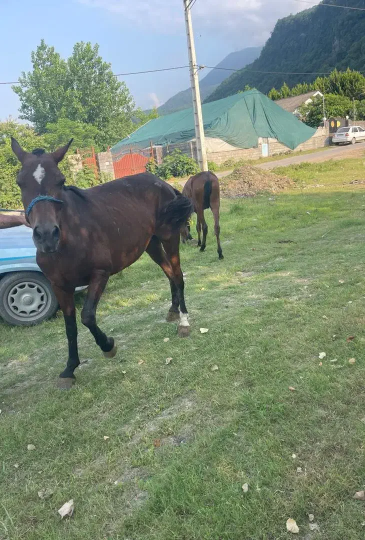 مادیان پنج ساله|اسب و تجهیزات اسب‌سواری|عباس‌آباد, |دیوار