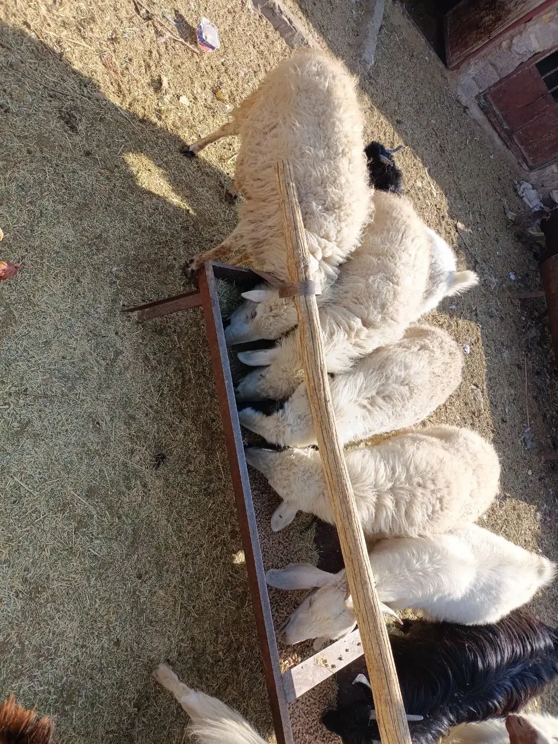 چهار راس میشه آبستن|حیوانات مزرعه|سیرجان, |دیوار