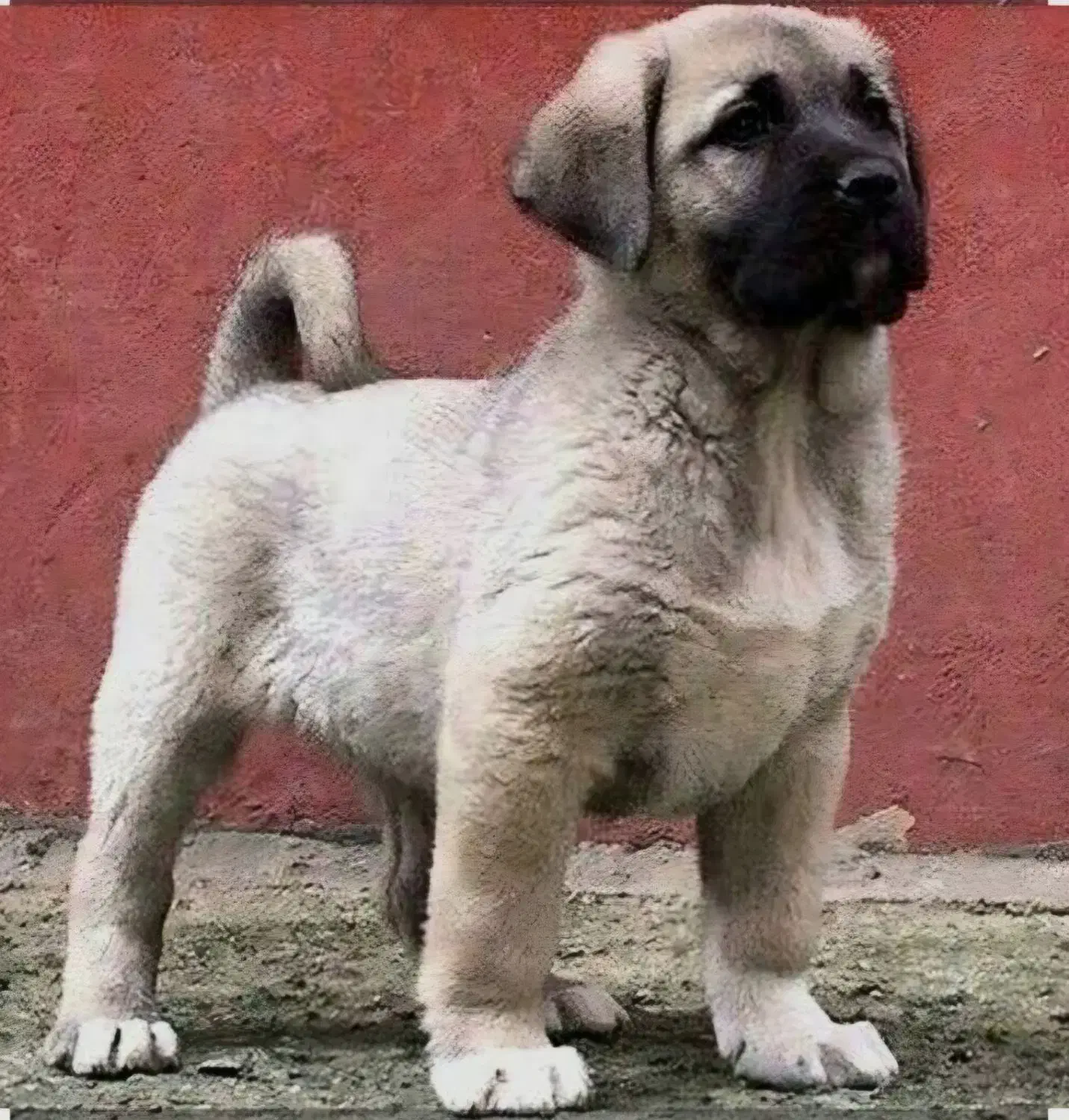 سگ سرابی|سگ|اصفهان, خانه اصفهان|دیوار