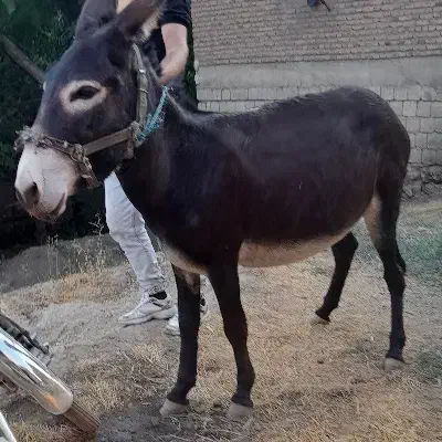 خرگله ای|حیوانات مزرعه|دیواندره, |دیوار