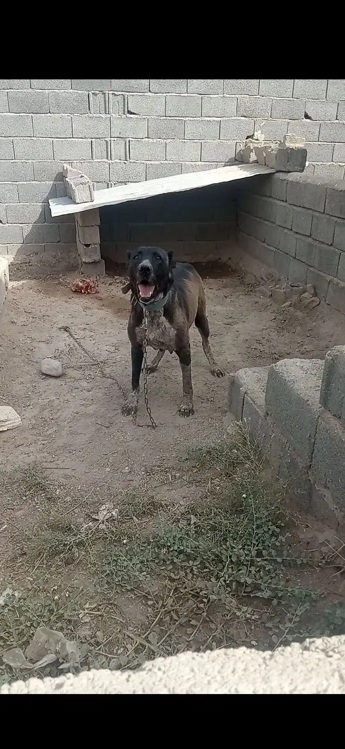 سگ وتوله|سگ|نسیم‌شهر, |دیوار