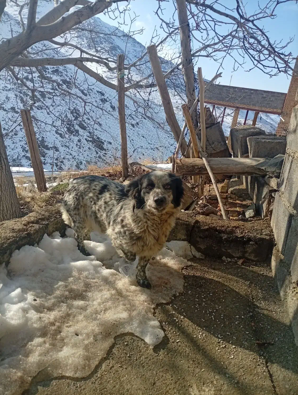 سگ خونگی|سگ|همدان, |دیوار