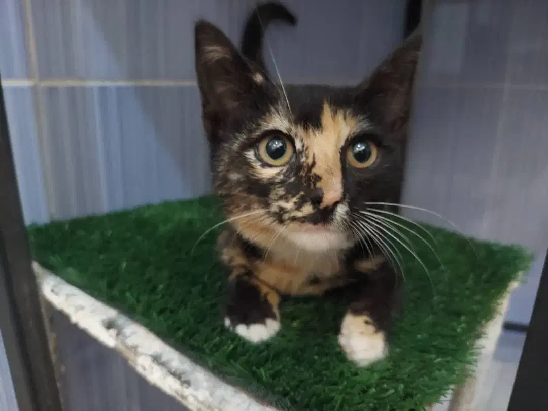 واگذاری بچه گربه|گربه|رشت, امین الضرب|دیوار