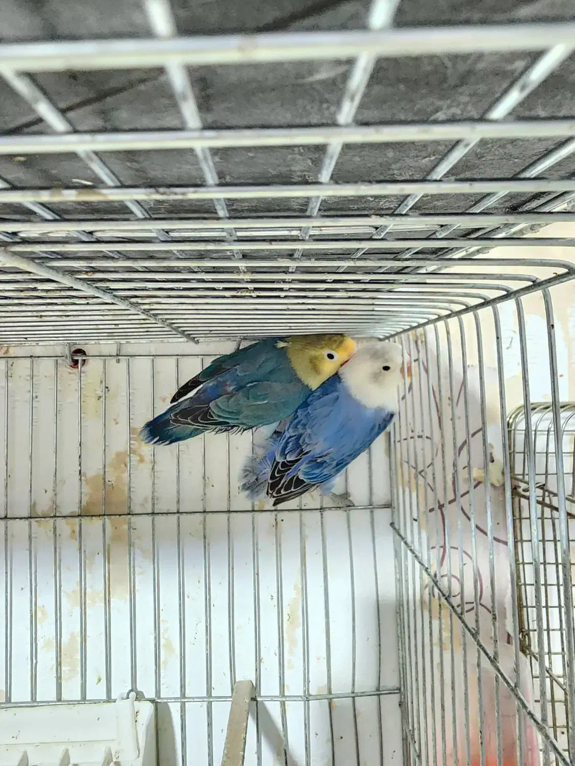 مولدطوطی برزیلی رنگ خاص با 5 جوجه|پرنده|کرمان, |دیوار