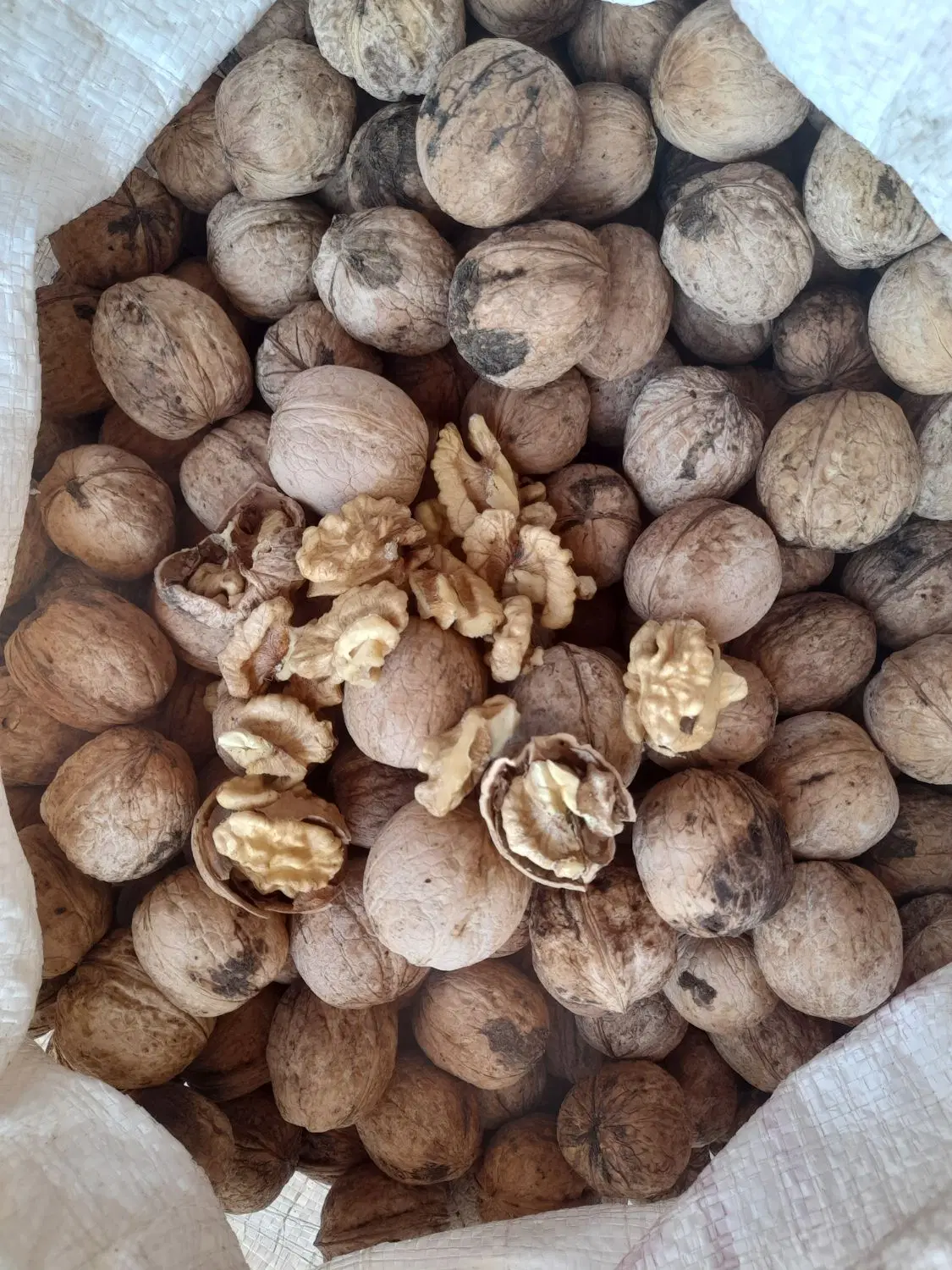 گردو|خوردنی و آشامیدنی|یاسوج, |دیوار