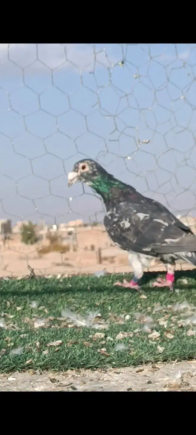 تعداد آلمانی و کرمانی|پرنده|بیرجند, |دیوار