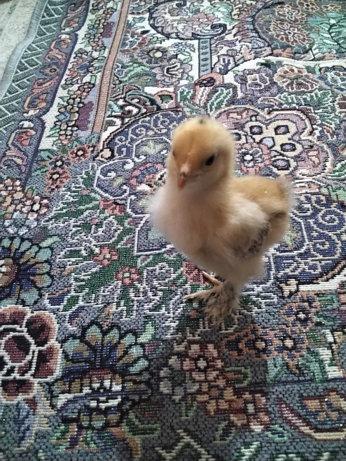 جوجه برهما سلطان|حیوانات مزرعه|نگین شهر, |دیوار