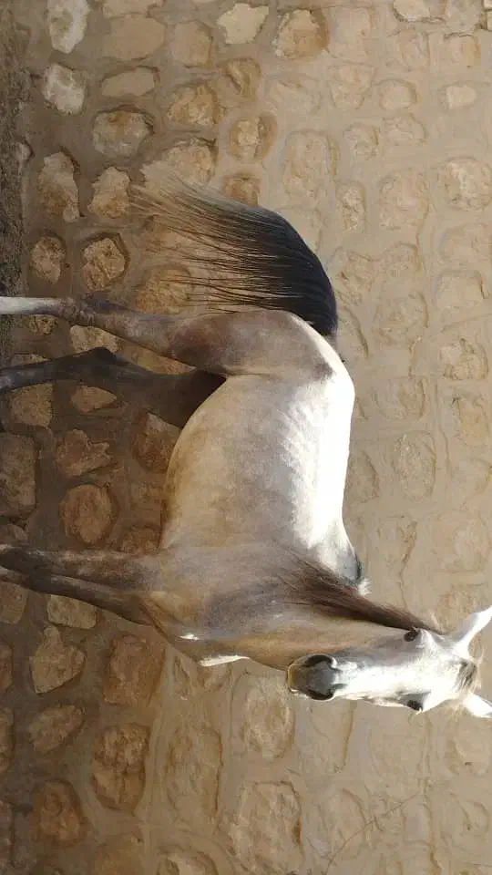 فروش اسب نوه شاهزاده سین|اسب و تجهیزات اسبسواری|فسا, |دیوار