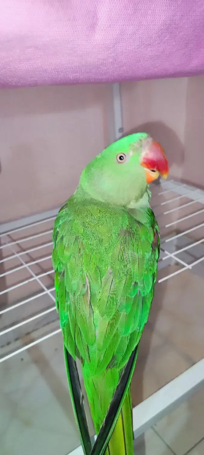 شاه طوطی نر|پرنده|فردیس, فردیس|دیوار