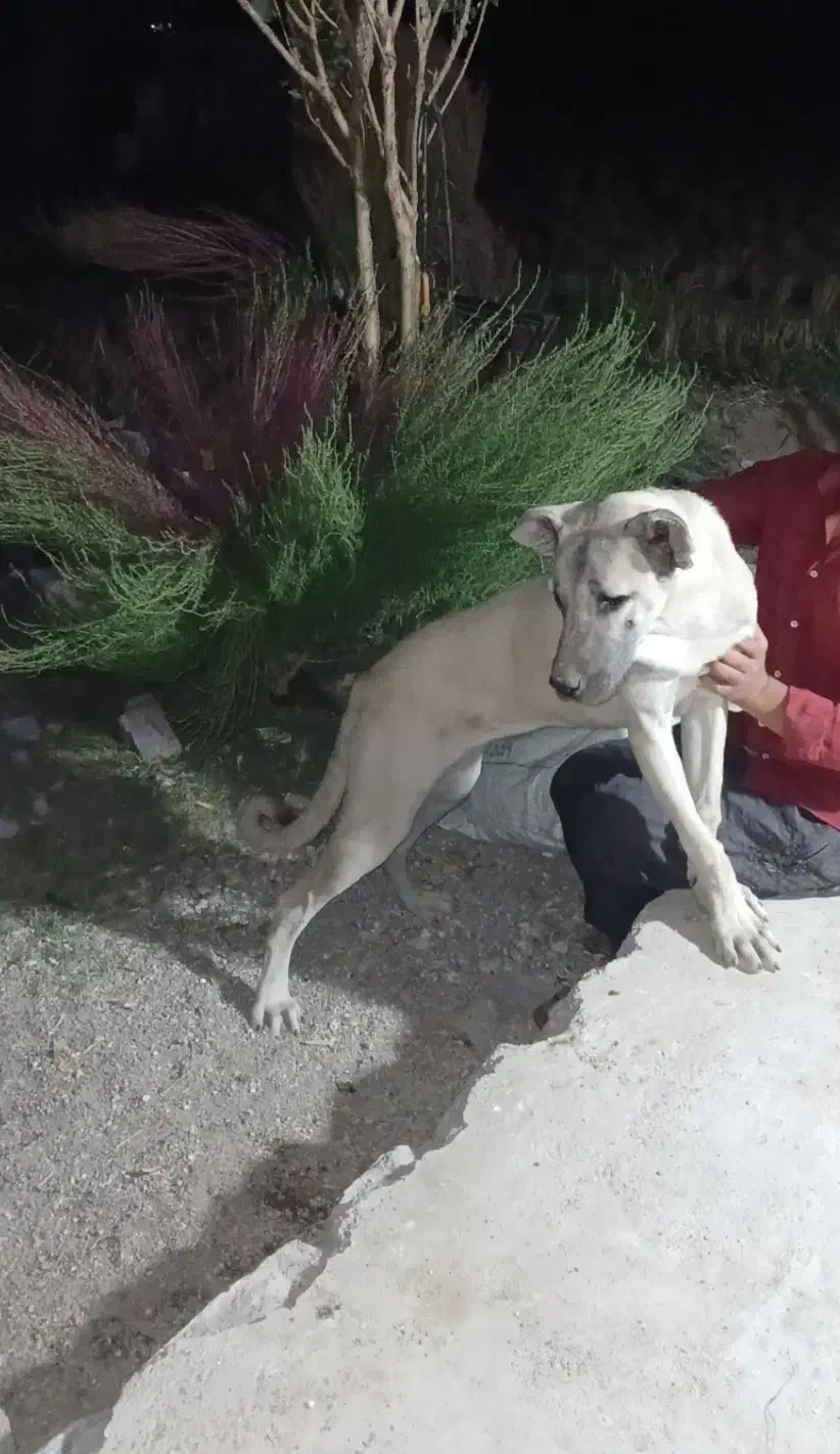 گمشده|سگ|زنجانرود, |دیوار