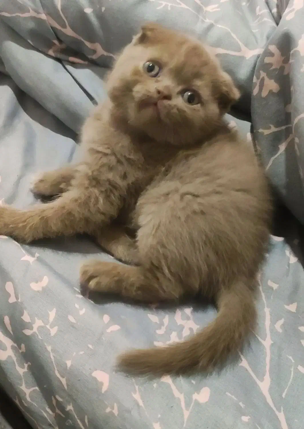 گربه اسکاتیش|گربه|گرگان, |دیوار