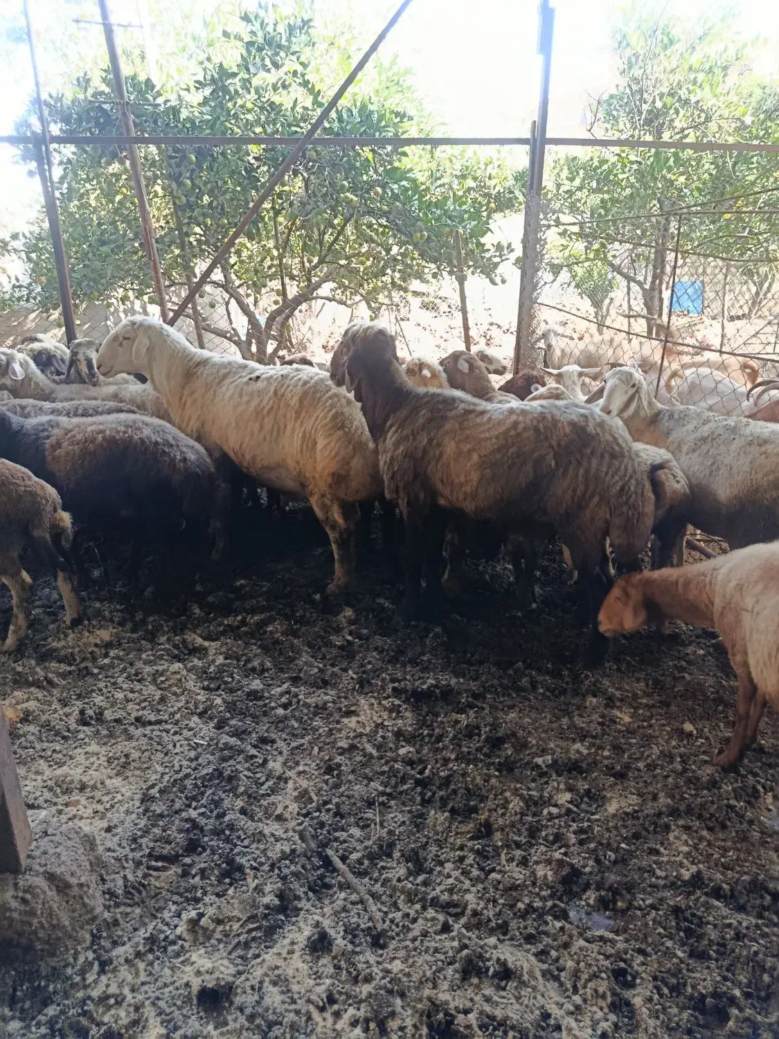 گوسفند نر قوچ|حیوانات مزرعه|آکند, |دیوار