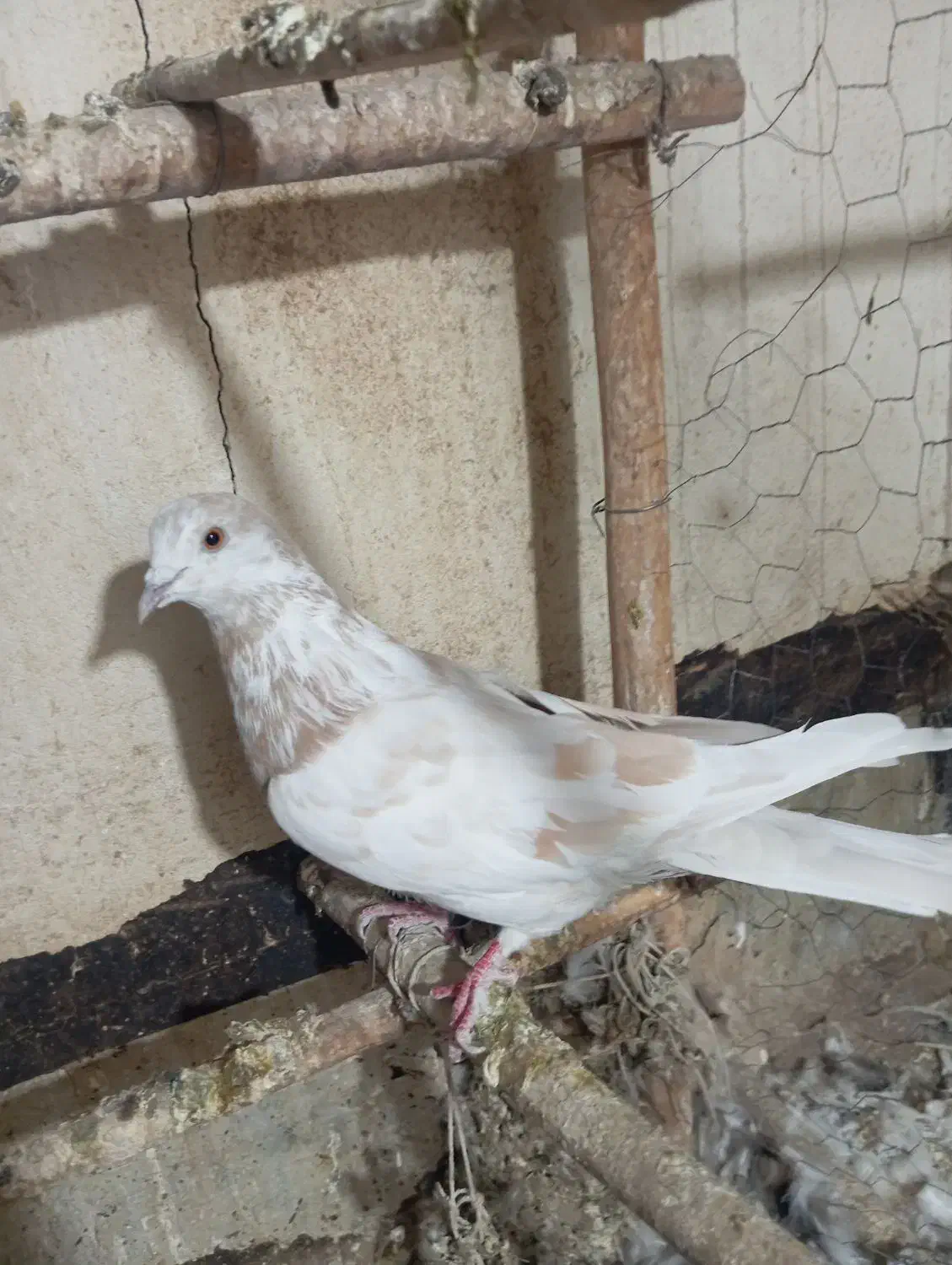 کفتر|پرنده|قم, مهر آباد|دیوار