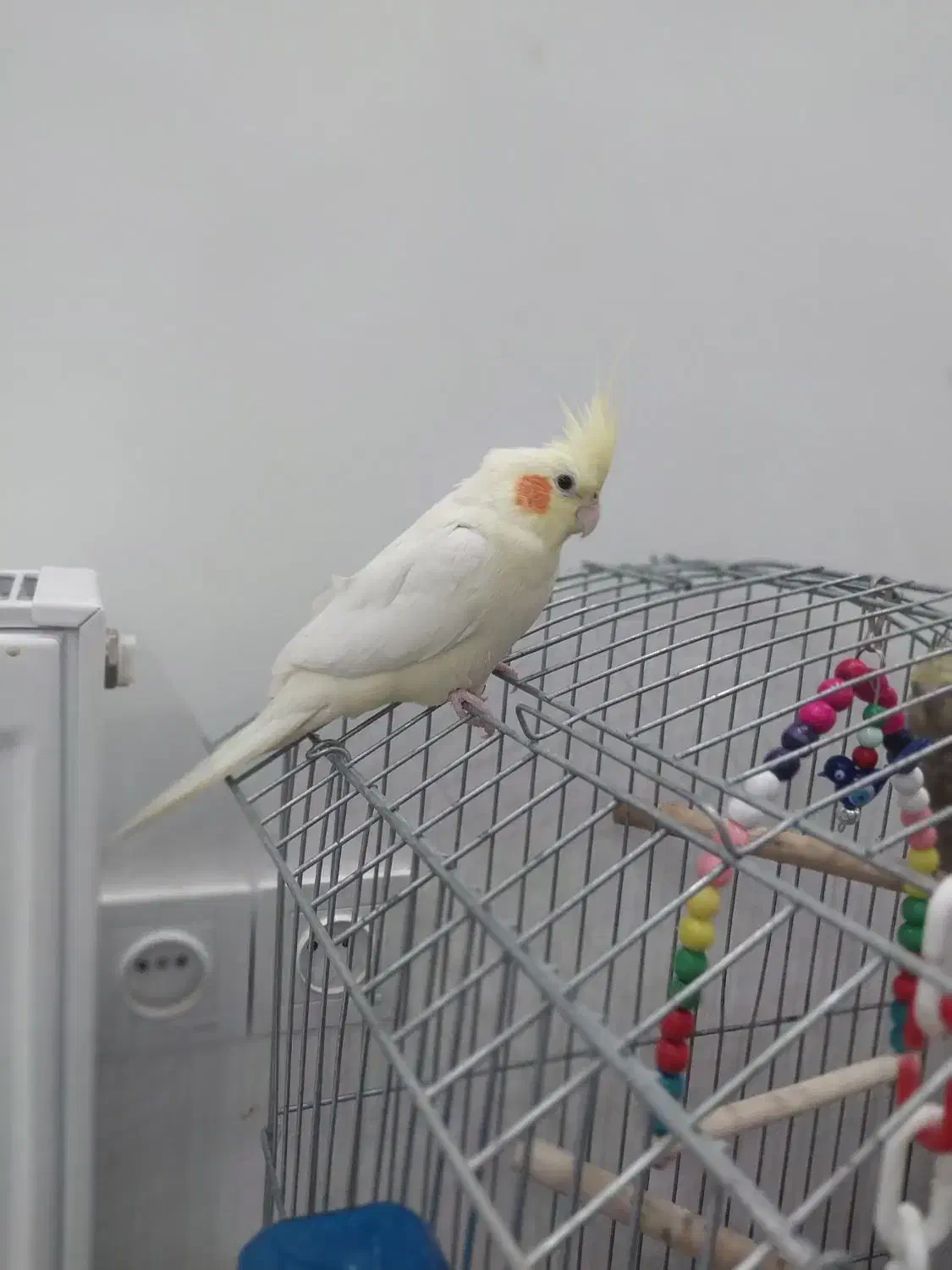 لوتینو ماده دستی|پرنده|کرج, عظیمیه|دیوار