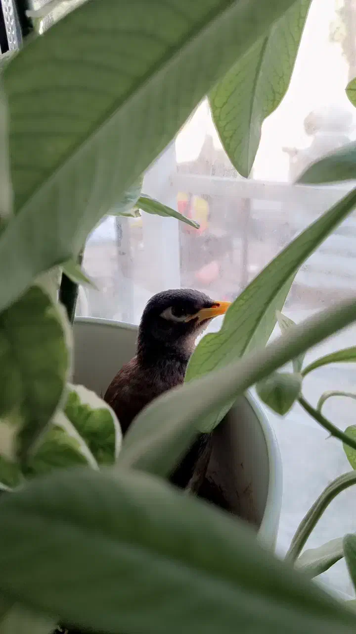 مرغ مینا|پرنده|یاسوج, |دیوار