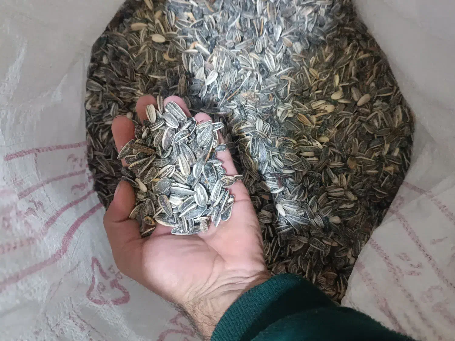 تخمه آفتابگردان امسالی|عمده‌فروشی|مشهد, انقلاب|دیوار