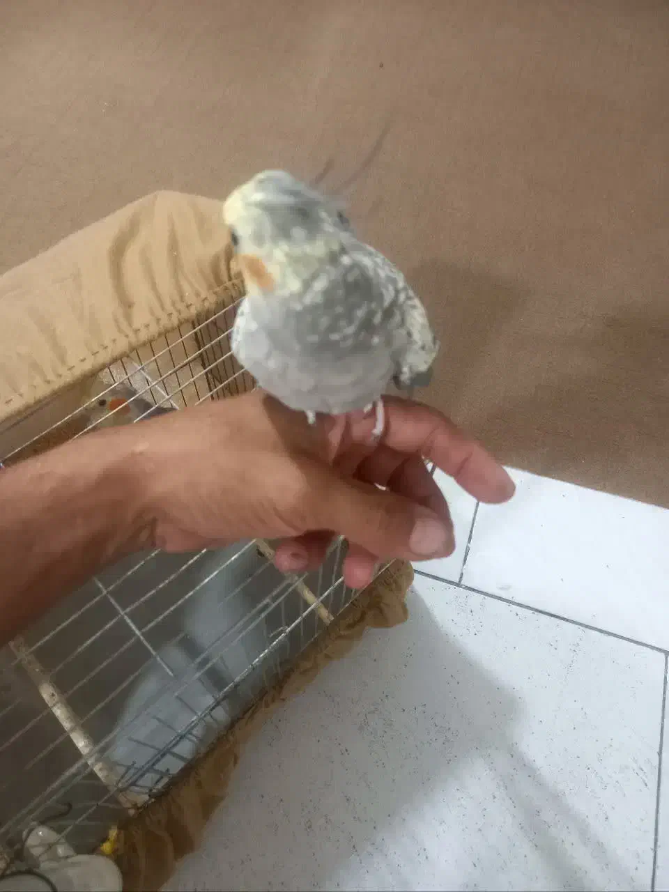 عروس هلندی|پرنده|تهران, مسعودیه|دیوار