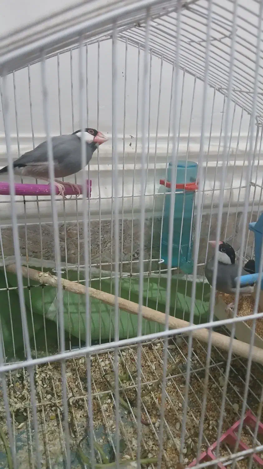 فنچ|پرنده|اهواز, کوی مندلی(سه راه خرمشهر)|دیوار