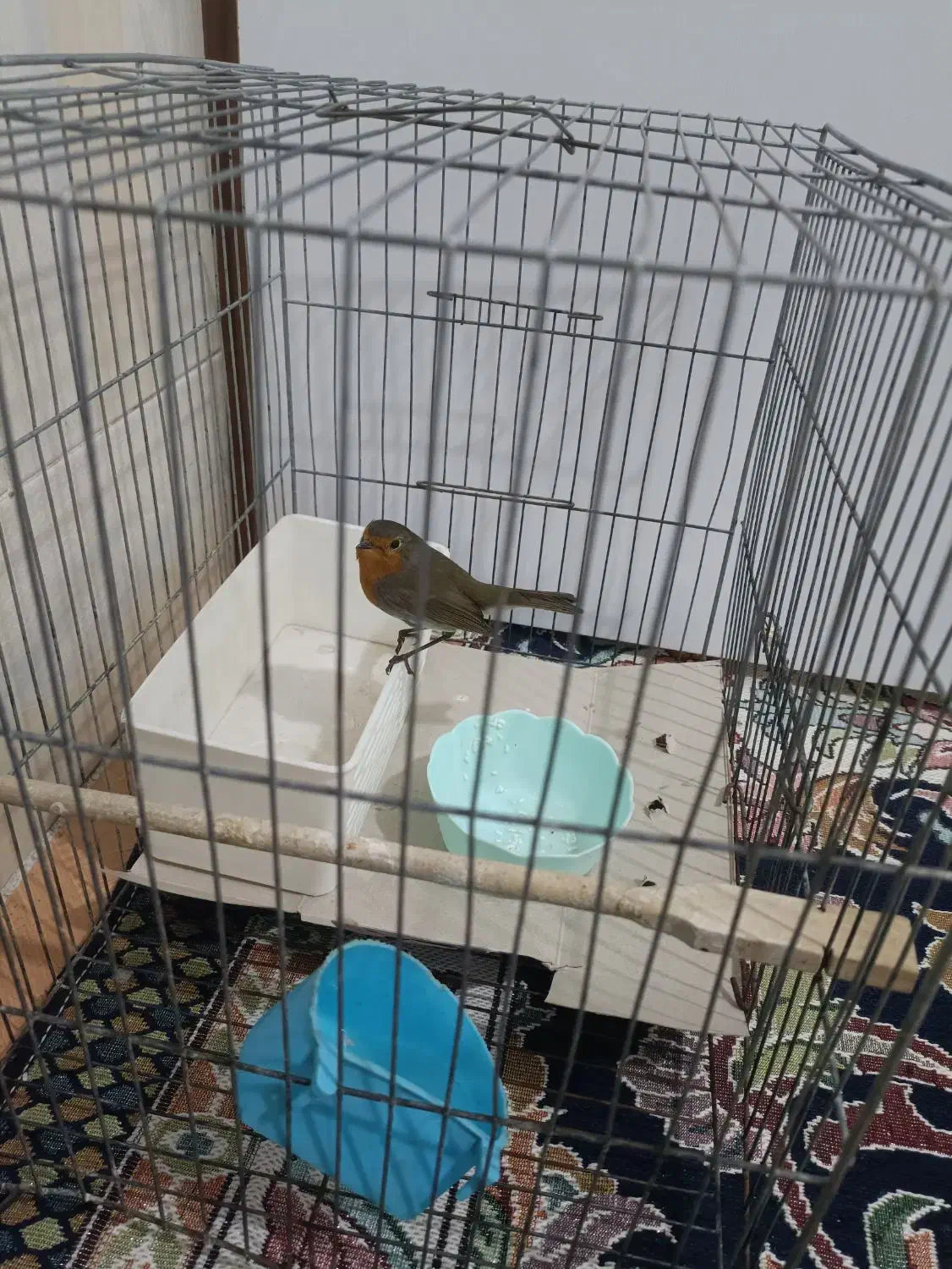 سهره|پرنده|پلدختر, |دیوار