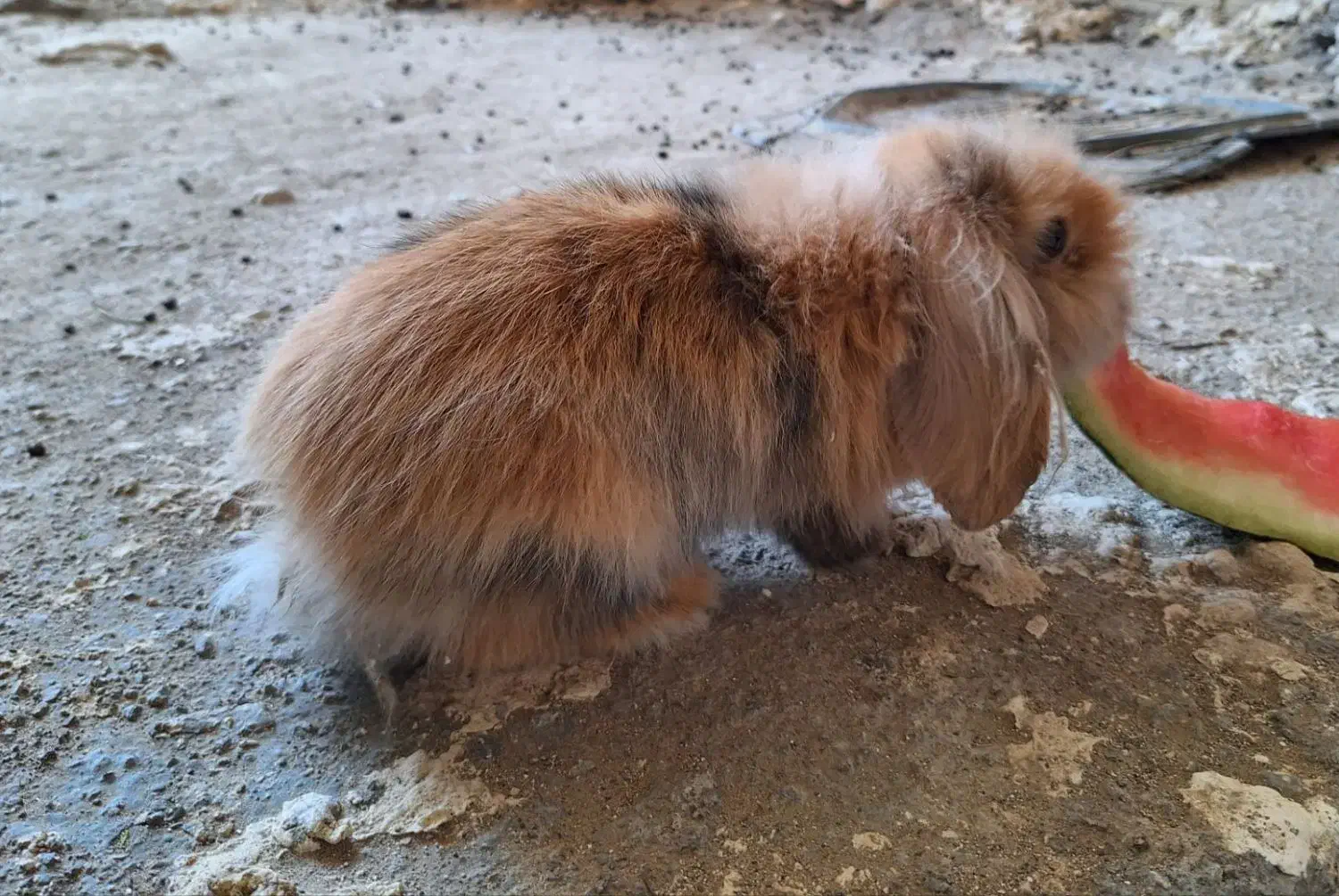 خرگوش لوپ اصیل|موش و خرگوش|تربت جام, مطهری|دیوار