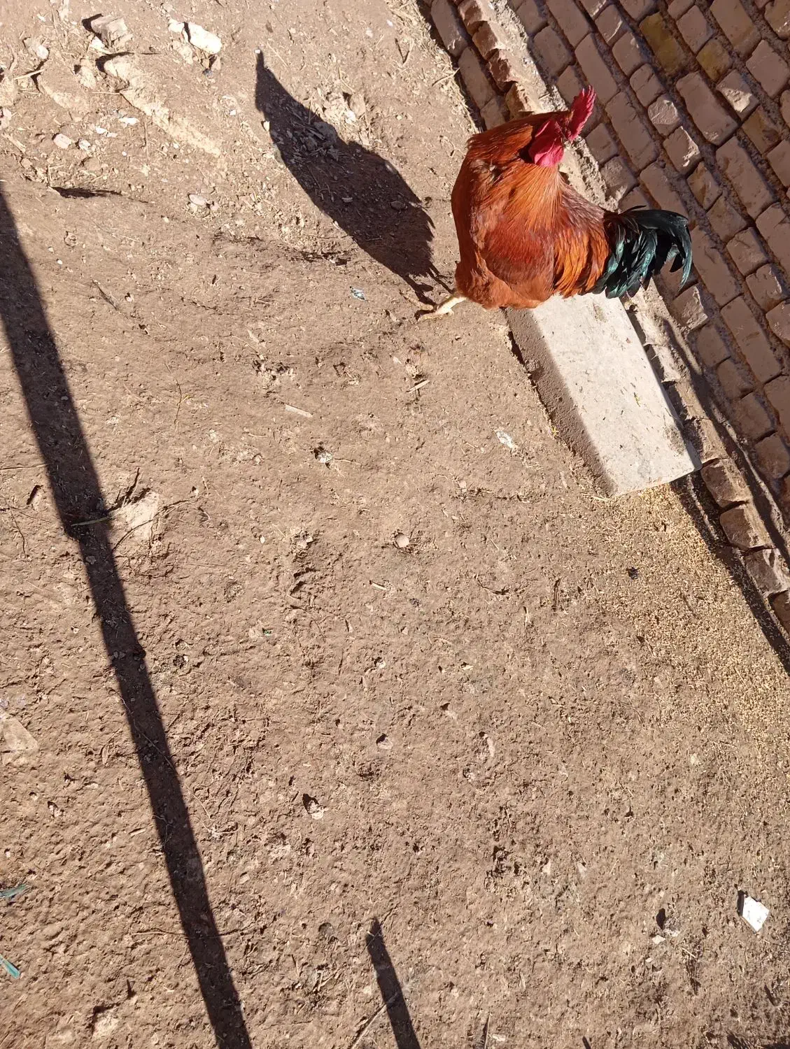 خروس محلی|حیوانات مزرعه|الوند, |دیوار