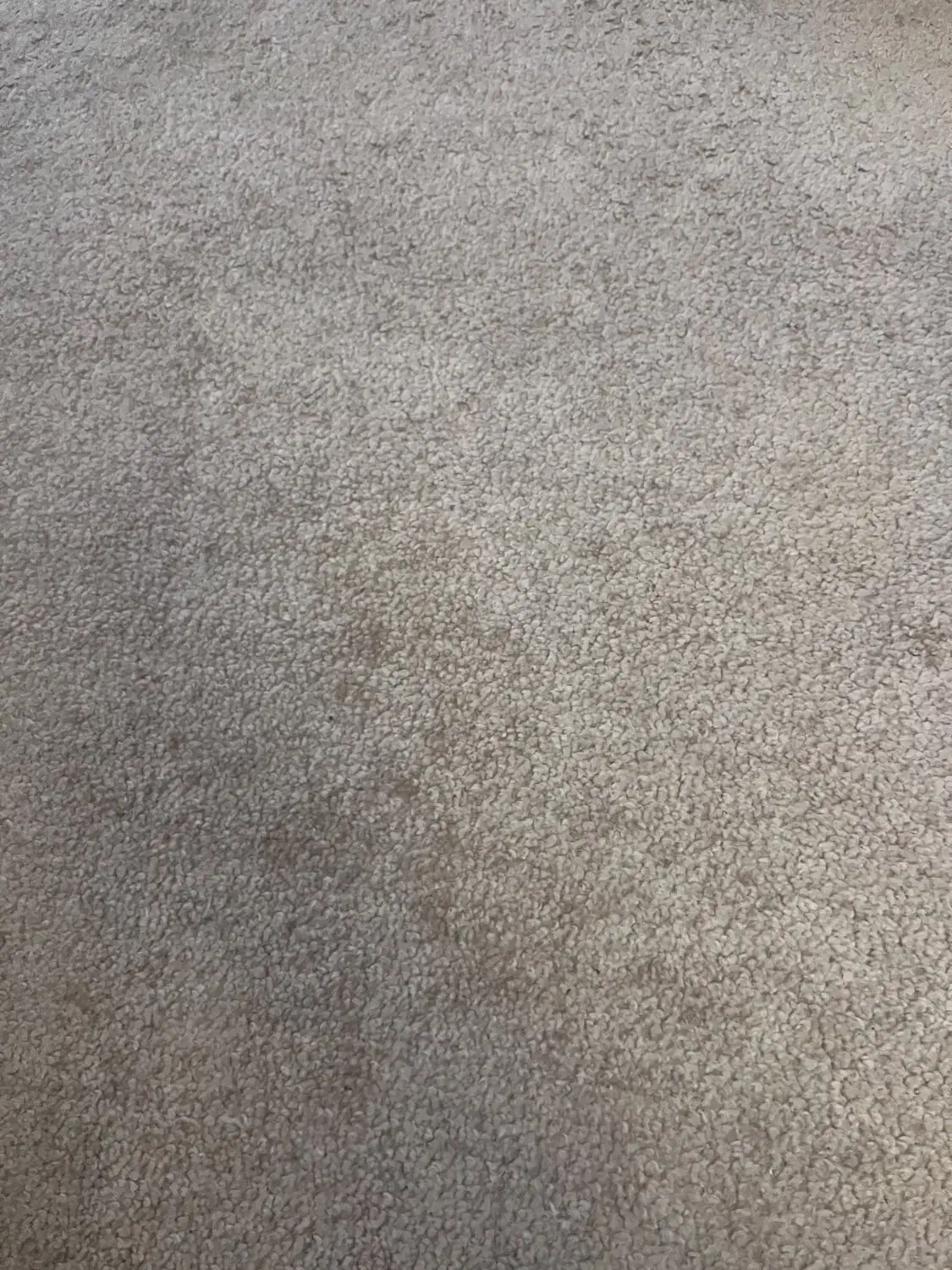 موکت پالاز|موکت|تهران, ارجمندی راد|دیوار