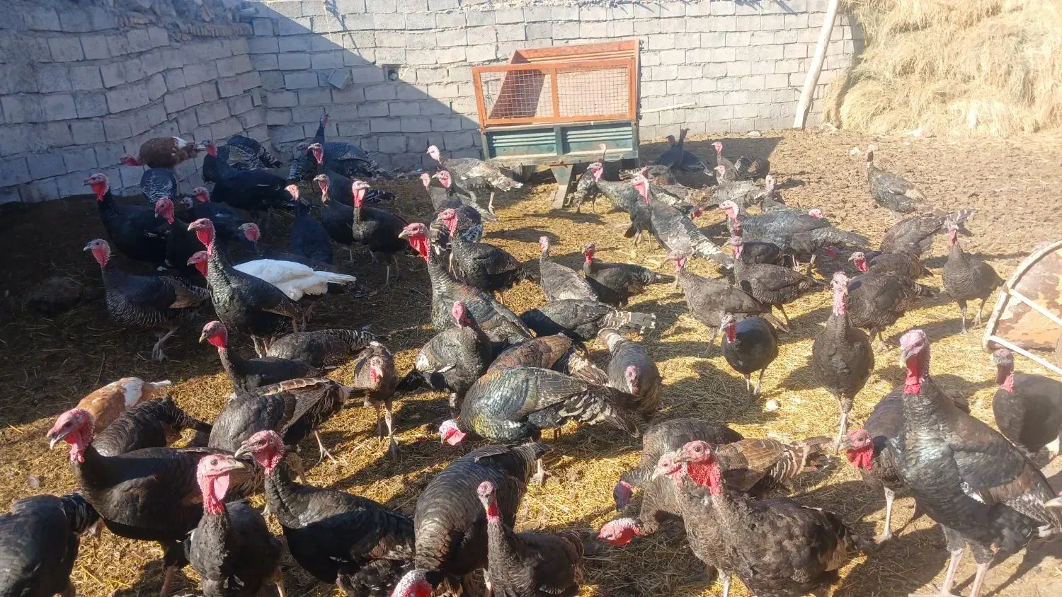 بوقلمون|حیوانات مزرعه|مشگین شهر, |دیوار