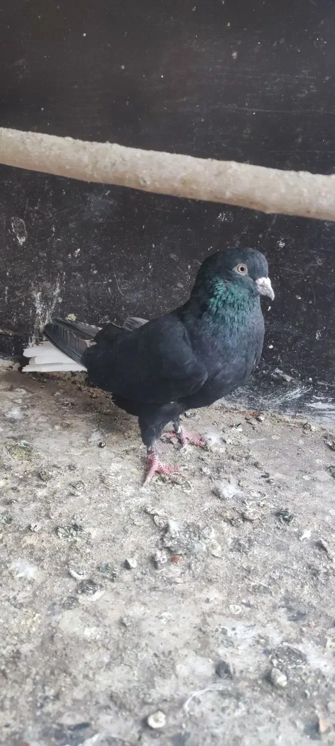 نر زاغ دمسفید|پرنده|قم, پردیسان|دیوار