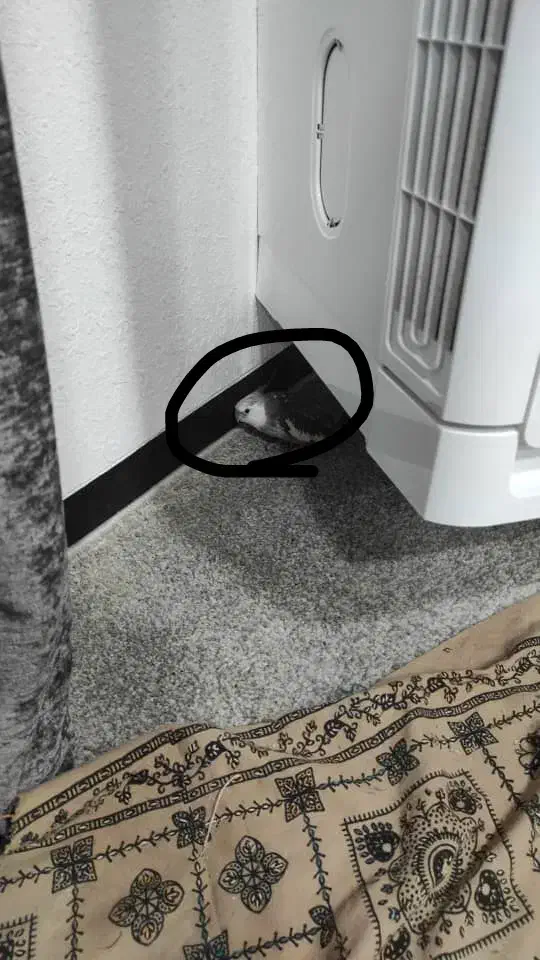 عروس هلندی خاکستری گم شده|حیوانات|خورموج, |دیوار