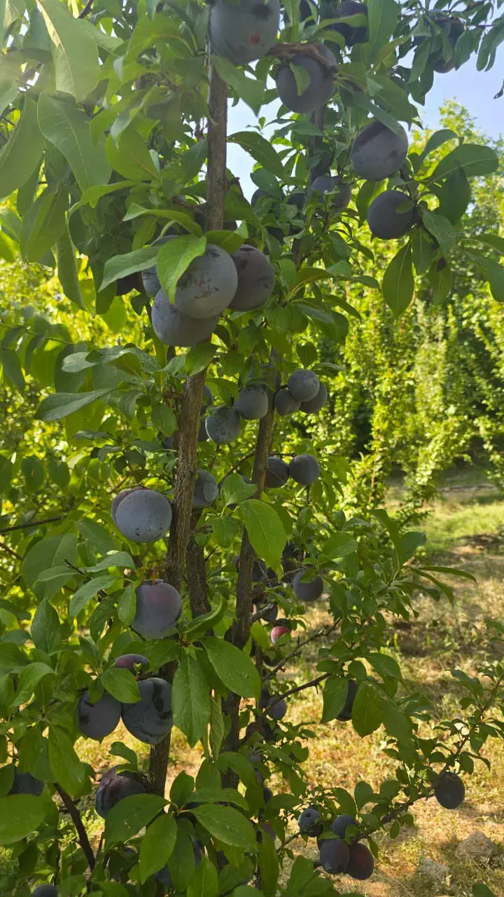 باغ یاسوج کوخدان|فروش زمین و ملک کلنگی|سی‌سخت, |دیوار