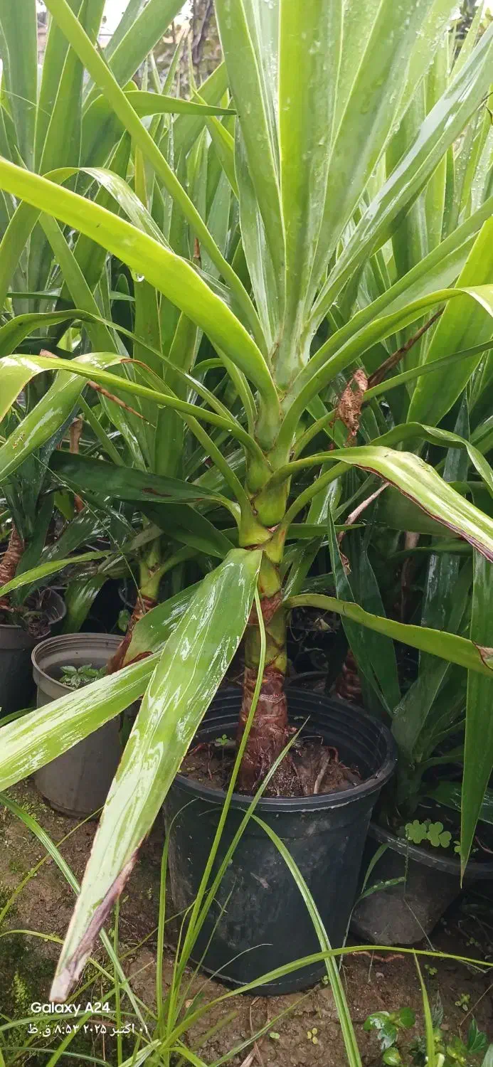 فروش یوکا باغچه ای  آپارتمانی|گل و گیاه طبیعی|رودسر, |دیوار