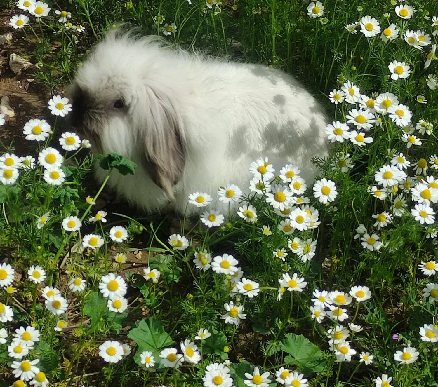 خرگوش لوپ|موش و خرگوش|پرند, فاز ۳|دیوار