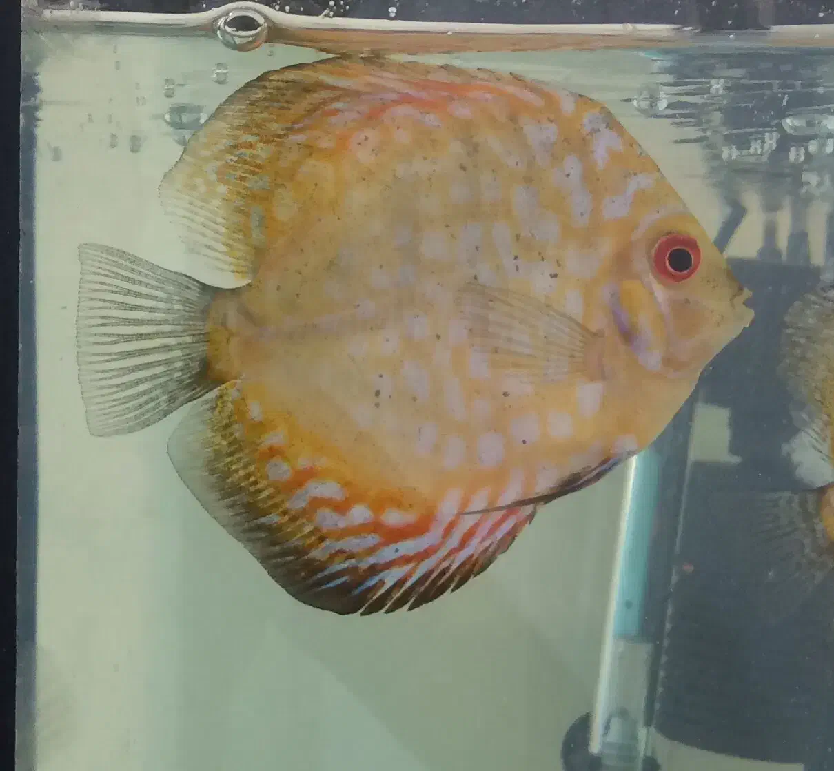 ماهی دیسکس|ماهی|تهران, پاسداران|دیوار