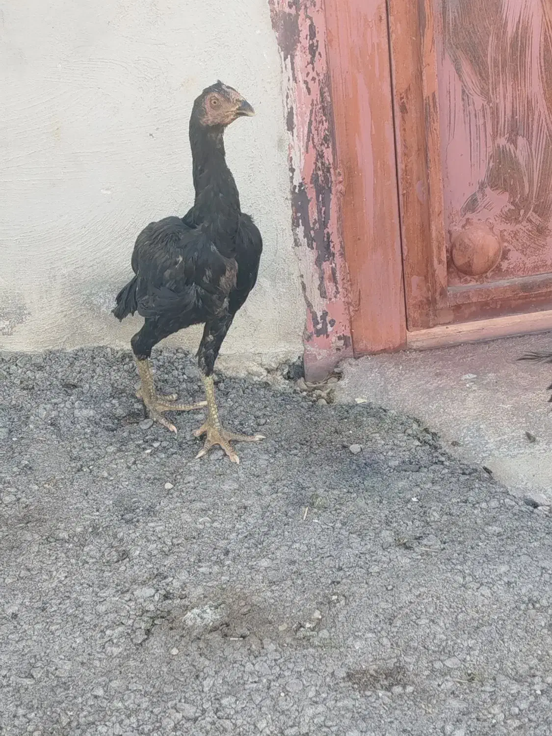 جوجه لاری|حیوانات مزرعه|سرپل ذهاب, |دیوار