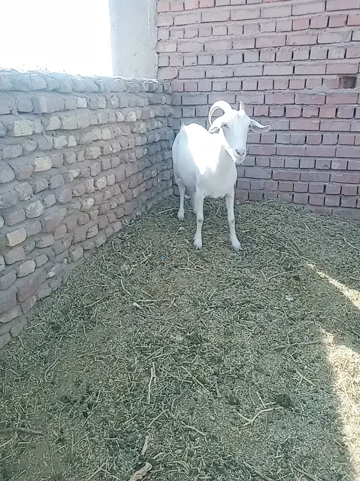 بز سانن|حیوانات مزرعه|رفسنجان, |دیوار