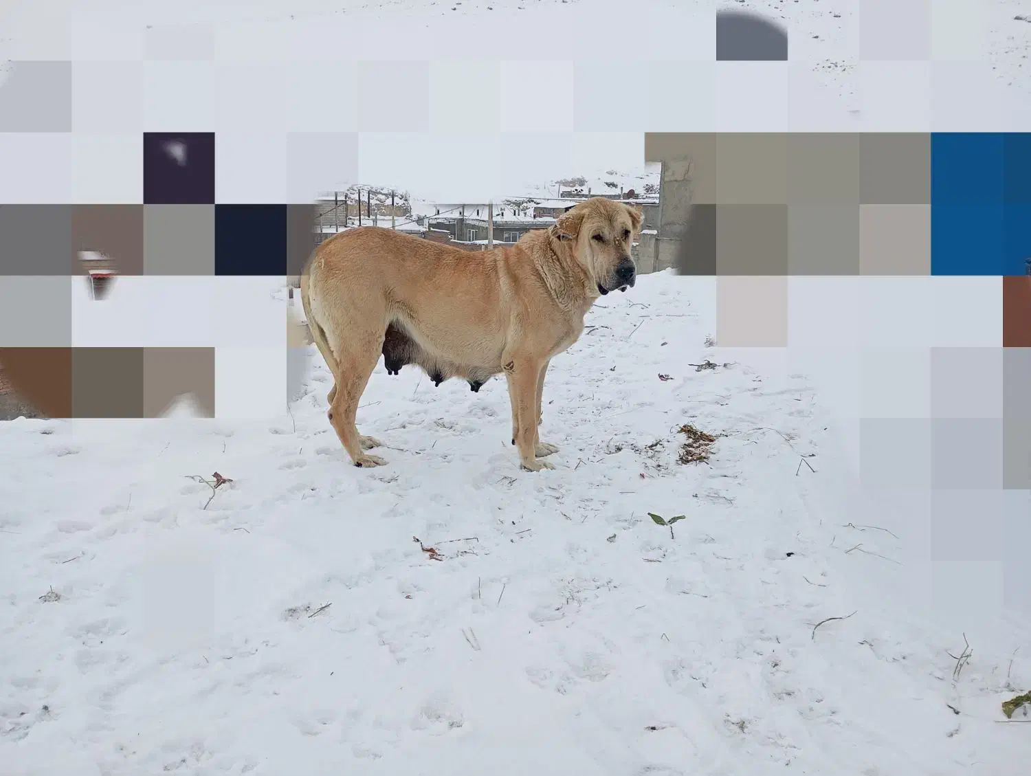 سگ ماده|سگ|باسمنج, |دیوار