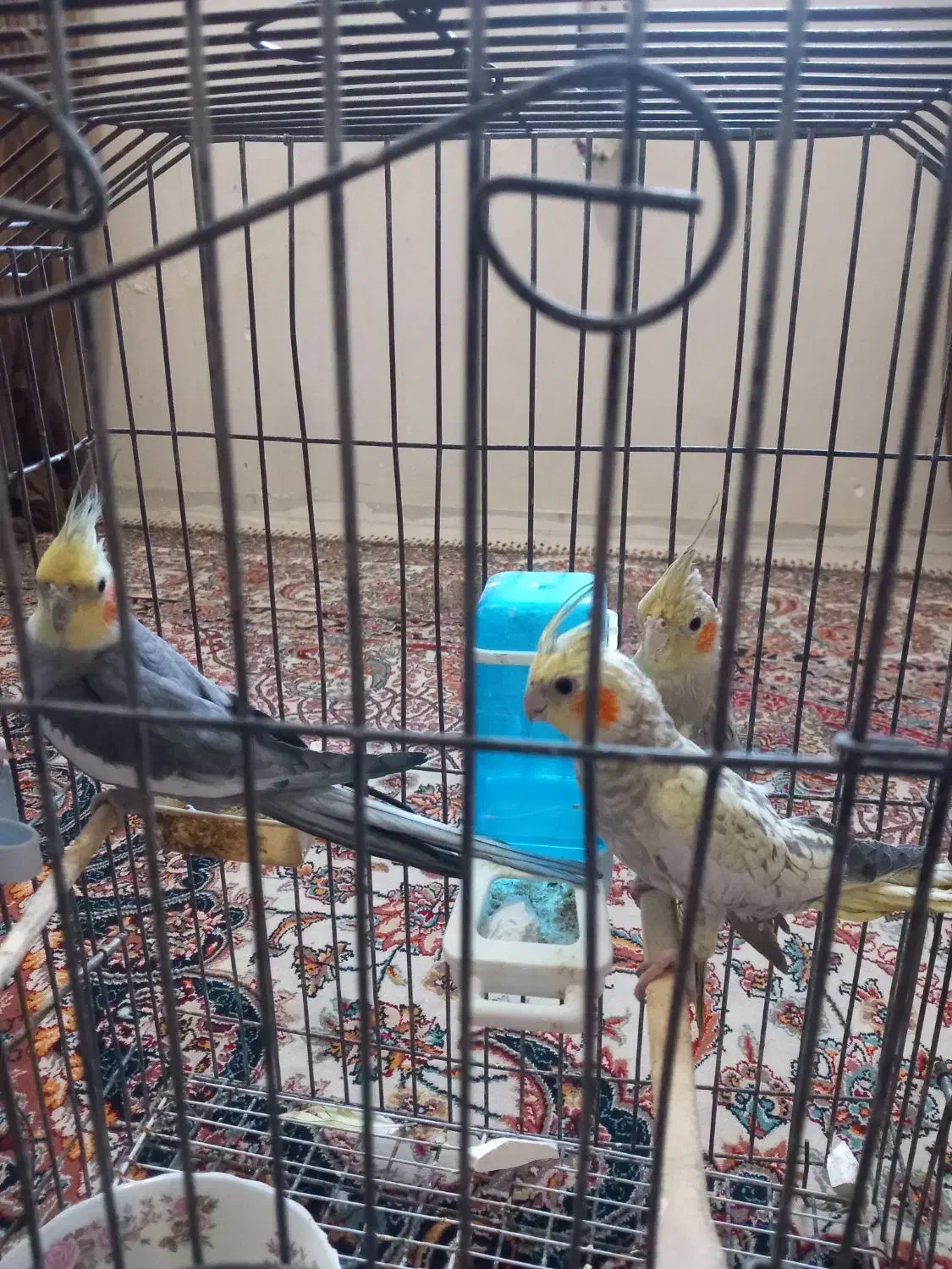 حراج سه عددعروس هلندی فقط دومیلیون|پرنده|اهواز, شریعتی جنوبی|دیوار